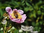 Western honey bee - Apis mellifera