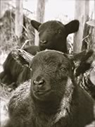 lambs