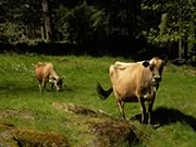jersey cows