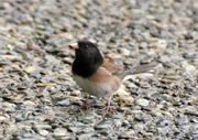 Dark-eyed Junco