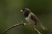 Dark-eyed Junco