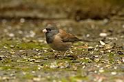 Dark-eyed Junco