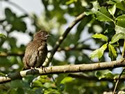 Spotted Towhee baby