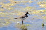 Killdeer at Albert Head