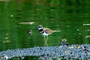 Killdeer at Albert Head Lagoon