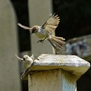 male Bushtit