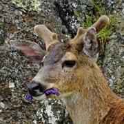 munching buck