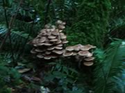 village of Deer Mushrooms at Blinkhorn Lake