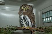 Northern Pygmy Owl