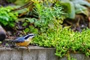 Red-breasted Nuthatch