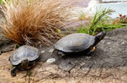 Western painted turtles - Chrysemys picta bellii