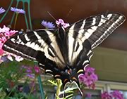 Pale swallowtail - Papilio eurymedon