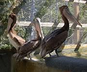 Pelicans in care