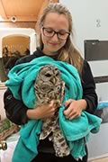 practicum student with Barred Owl