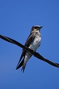 Purple Martin female