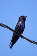 Purple Martin male