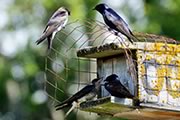 Purple Martins