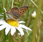 Purplish copper - Lycaena helloides