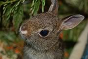 Rabbit in care