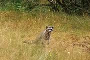 curious Raccoon