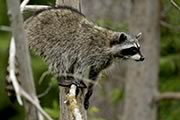 Raccoon perched on a branch
