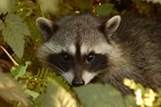 Raccoon release