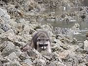 Raccoon on a rocky barnacled beach