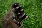 Raccoon release