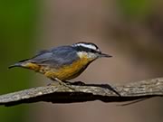 Red-breasted Nuthatch