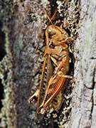 Red-legged grasshopper - Melanoplus femurrubrum