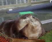 River Otters in care