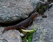 Rough-skinned newt - Taricha granulosa