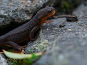 Rough-skinned newt - Taricha granulosa