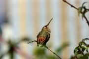 Rufous hummingbird