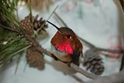 Rufous Hummingbird in care