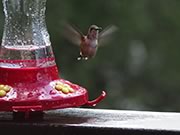 Rufous hummingbird