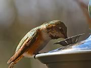 Rufous hummingbird