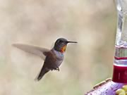 Rufous hummingbird