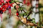 Rufous hummingbird
