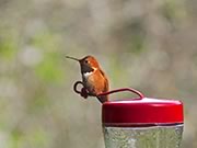 Rufous hummingbird