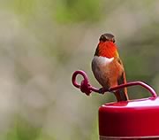 Rufous hummingbird