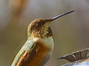 Rufous hummingbird