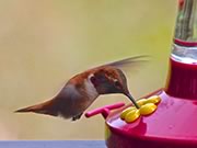 Rufous hummingbird