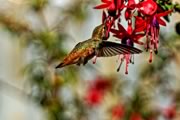 Rufous hummingbird