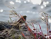 Savannah Sparrow