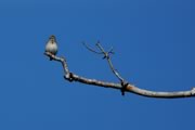 Savannah Sparrow