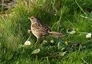Savannah Sparrow