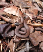 Sharp-tailed snake - Contia tenuis