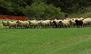 herd of sheep