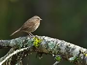 Song Sparrow